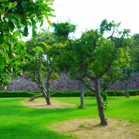 Picture 3 - Orchard