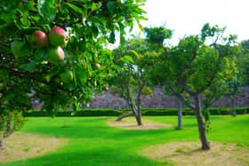 Picture 3 - Orchard