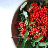 Rowan