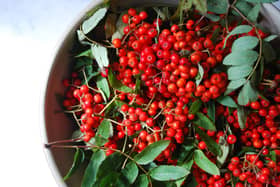 Rowan