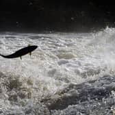 Salmon try to jump to the top of the Could Weir, Selkirk. Picture: PA