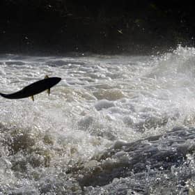 Salmon try to jump to the top of the Could Weir, Selkirk. Picture: PA