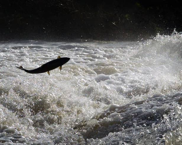 Salmon try to jump to the top of the Could Weir, Selkirk. Picture: PA