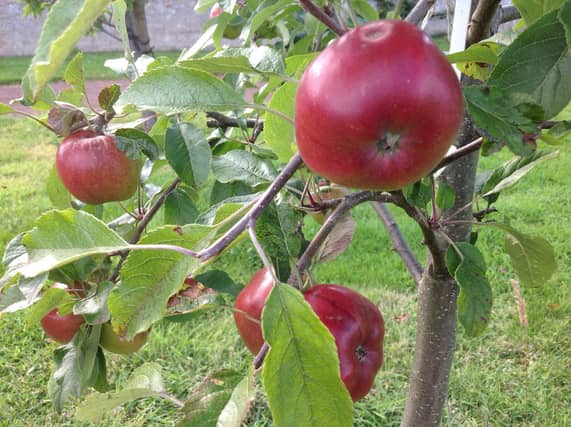 Picture: Eve's Appleshack