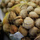 clams