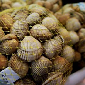clams