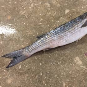 grey mullet photo