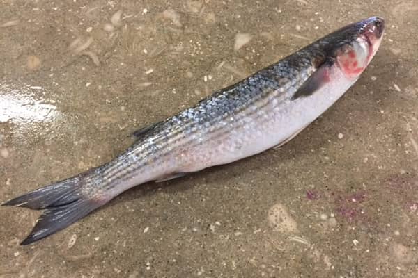 grey mullet photo