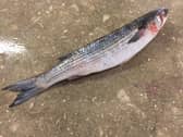grey mullet photo
