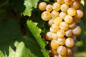 1Furmint_grape_cluster