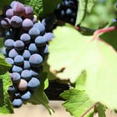 Pinot Noir