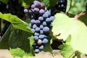 Pinot Noir