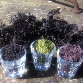 Dried Seaweed