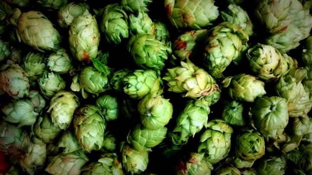 Hop
