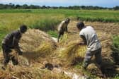 JTS - Kilombero rice farmers in Malawi  Threshing rice-media use