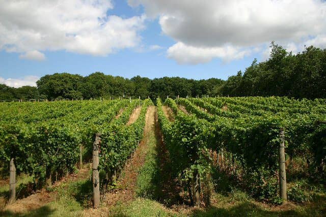 wine