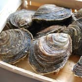 Oysters
