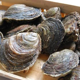 Oysters