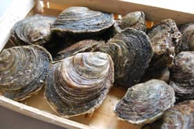 Oysters