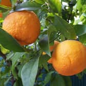 Bitter oranges. Picture: Wikipedia.com