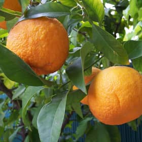 Bitter oranges. Picture: Wikipedia.com