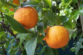 Bitter oranges. Picture: Wikipedia.com