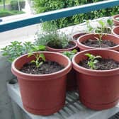 Herb Garden