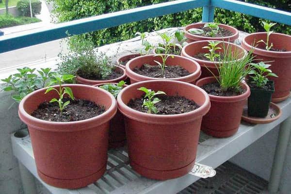 Herb Garden