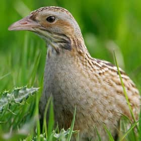 The corncrake
