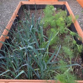 Raised beds