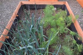 Raised beds
