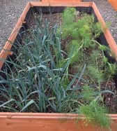 Raised beds