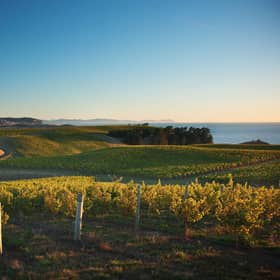 Wine for 28th FEB. Yealands Estate
Spectrum