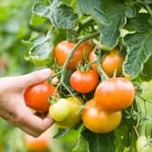 Organic Garden