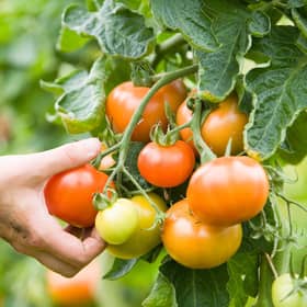Organic Garden
