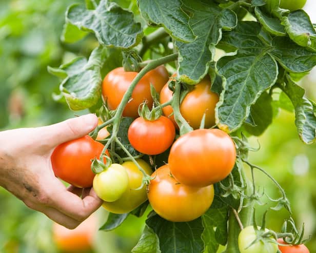 Organic Garden