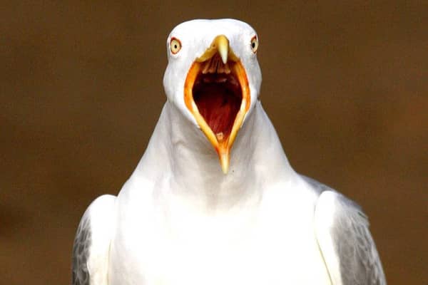 Gulls are losing their fear of humans and are increasingly coming in into conflict with them in urban areas say experts. Picture: AP