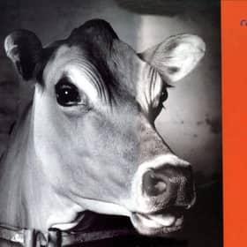A small number of advertisements attracted a massive amount of complaints last year with a poster featuring a cow dreaming of becoming a beefburger voted the most offensive, according to watchdogs. The Advertising Standards Authority said the advert for Irn-Bru fizzy drinks attracted 589 complaints.