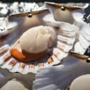 ethical shellfish company website