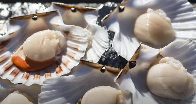 ethical shellfish company website