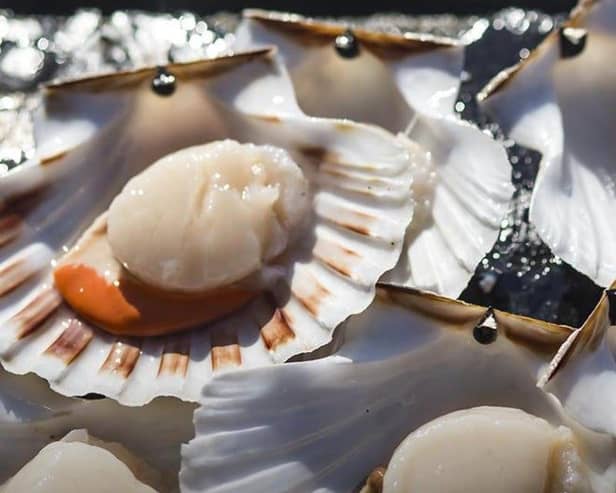 ethical shellfish company website