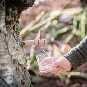 Birkentree Highland Birchwater (1)