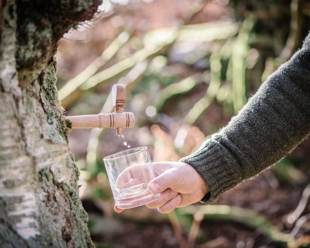 Birkentree Highland Birchwater (1)