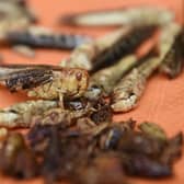 Insects