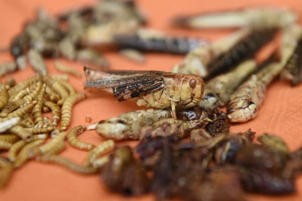 Insects