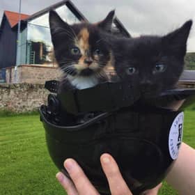 Picture: Lxxxx Abbey Distillery kittens, supplied