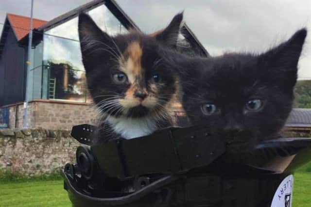 Picture: Lxxxx Abbey Distillery kittens, supplied