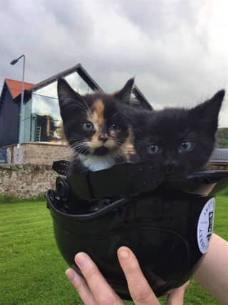 Picture: Lxxxx Abbey Distillery kittens, supplied