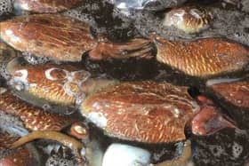 Cuttlefish