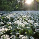 SCUNTHORPE, ENGLAND - MAY 10:  Wild Garlic covers a woodland floor on May 10, 2017 in Scunthorpe, England. Wild garlic, which is currently flowering, is growing in popularity amongst cooks who use it in various dishes including soups, pastes and stir fries.  (Photo by Dan Kitwood/Getty Images)